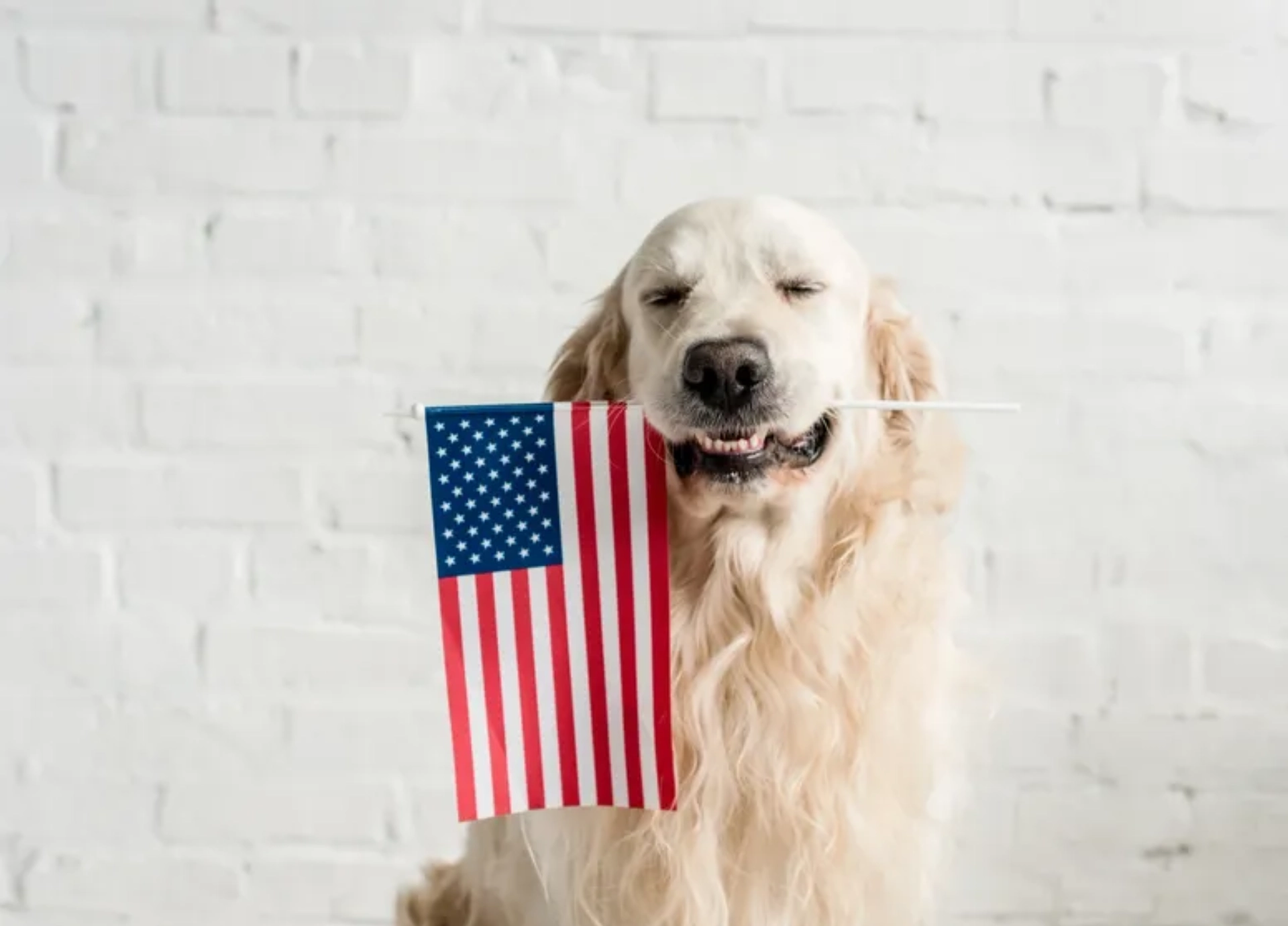 cr=w_776,h_583 (1) (1)_11zon Golden retriever holding a small American flag in its mouth, standing against a white brick wall.